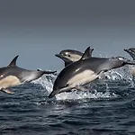 Mansa Sea Tourism
